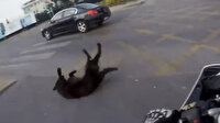 Otomobilin çarptığı köpek metrelerce savruldu