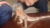 Caminin deposundan 82 santim uzunluğunda iguana çıktı