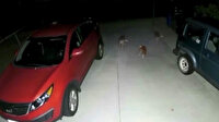 Kedi kendisine saldıran çakalları böyle kovaladı