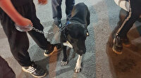 Pitbull besleyen 2 kişiye para cezası