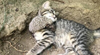 Yavru kedi ve kirpinin şaşırtan dostluğu