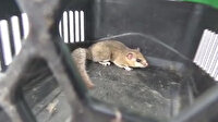 Bursa'da daha önce Türkiye'de görülmemiş fare türü bulundu