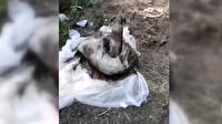 Ormanlıkta çuvalın içine bırakılmış 1'i ölü 2 köpek bulundu