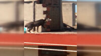 Antalya'da çatıya zincirlenen köpeğin zor anları