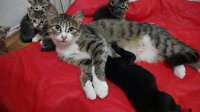 Annesi telef olan yavru köpeği kedi emziriyor