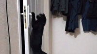 Patisiyle kapıyı açan kedi fenomen oldu