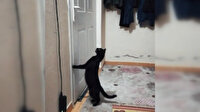 Patisiyle kapı açan kedi sosyal medyada ilgi gördü