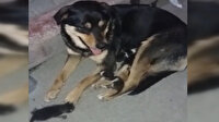 Sokak köpeğinden annelik dersi, aç kalan yavru kedileri emzirdi