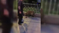 Yerde yatan köpeği tekmeleyen vicdansıza 1763 lira ceza