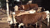Otomobil fiyatına kurbanlık