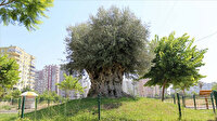 Bin 500 yıllık zeytin ağacı meyve verdi