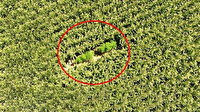 Mısırların arasına sakladıkları kenevirler drone ile tespit edildi