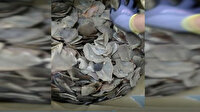 İstanbul Havalimanı'nda 1,2 ton pangolin pulu ele geçirildi