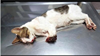 Marmaris'te 2 bacağı kesilmiş bulunan kedi uyutuluyor