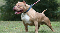 Yine pitbull saldırısı: Bu kez sahibini öldürüyordu