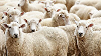 Kurbanlıkları satanlar bayram yapıyor satamayan bekleyişte