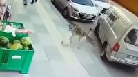 Süs köpeğiyle dalaşan sokak köpeğini tekmeledi