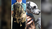 Tanınmaz haldeki köpekten 3,5 kilo tüy çıktı