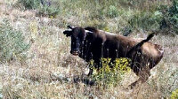 Kurban Bayramı'nda kaçmıştı: 24 gün sonra bulundu