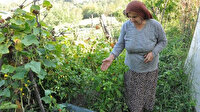 Çin salatalıkları 1 metreye ulaştı: Paniğe kapıldılar