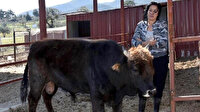 Boğa 'Moritos' kader ortağı Ferdinand'la aynı çiftlikte yaşayacak