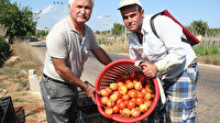 Domatesin fiyatı 50 kuruşa düştü