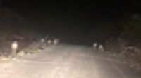 Bartın'da domuz sürüsü karayoluna indi