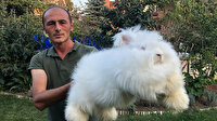 Milli ırk Angora tavşanını yeniden ülkeye kazandırmak istiyor: Tüyü astronot kıyafetlerinde kullanılıyor