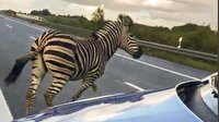 Almanya'da sirkten kaçan zebra vurularak öldürüldü