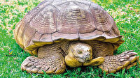 Afrika’nın en yaşlı kaplumbağası öldü