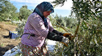 Antalyalı girişimci hibe ile sofralık zeytin fabrikası kurdu