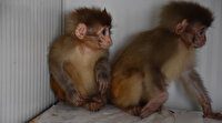 Şırnak’ta nesli tükenme tehlikesi altında olan 2 örümcek maymun ele geçirildi