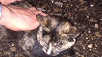 Rusya’da cezaevine uyuşturucu taşıyan kurye kedi gözaltına alındı