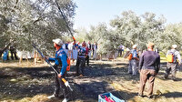 Zeytinde verimi 4 kat arttırdı