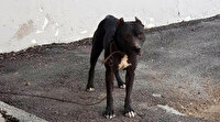 Mersin'de pitbull çalan şahısa 7 bin 802 TL para cezası verildi