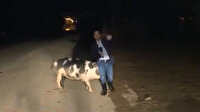 Canlı yayın yapan muhabiri domuz kovaladı