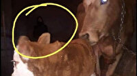 Ardahan'da çekilen fotoğraf sosyal medyada gündem oldu