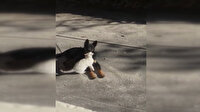 Kedi ve köpeğin dostluğu görenleri hayran bırakıyor
