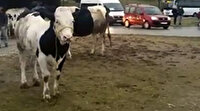 Jandarmadan başıboş gezen ineğe trafik cezası kesilmesine açıklama