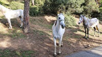 Büyükada’da karantina