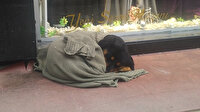 Soğuktan üşüyen köpeği üzerine hırka atarak ısıttılar