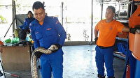 Malezya'da 80 kiloluk piton yakalandı: Yakalanmadan önce bir tavuğu yutmuştu