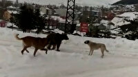 Sarıkamış’ta boz ayının köpeklerle imtihanı