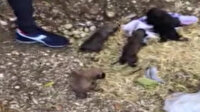 Yol kenarına atılmış çuval içindeki yeni doğmuş yavru köpekleri vatandaşlar kurtardı