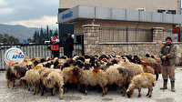 Ahırını su basan besici koyunlarıyla destek istedi: Çadır verilene kadar AFAD’ın önünde bekleyecek