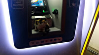 Sokak kedisi fırtınadan korunmak için ATM'ye sığındı
