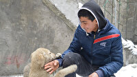 Okuldan kalan vakitte restoranda çalışıyor: Kazancıyla sokak köpeklerini besliyor