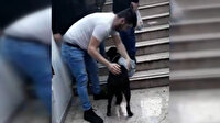 Yağmurda ıslanan köpeği kendi kazağıyla kuruttu
