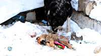 Dondurucu soğuklar 3 yavru köpeğin sonu oldu