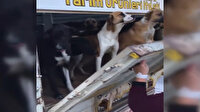 İYİ Partili Demre Belediyesi köpekleri ölüme terk etti